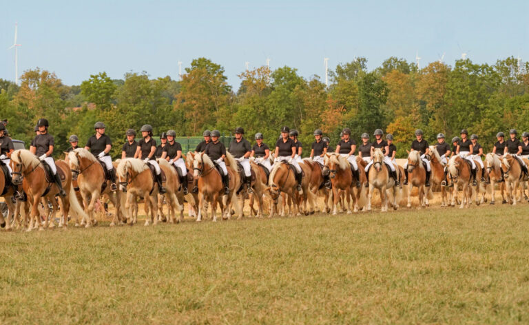 Weltrekord in Aachen: Quadrille aus Haflingern und Edelbluthaflingern