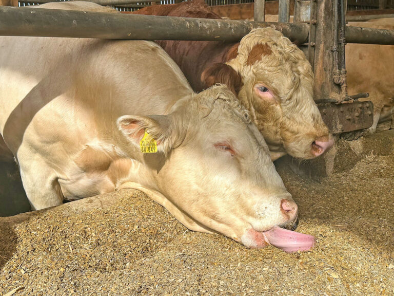 Rindfleisch – ein „Mast-have“