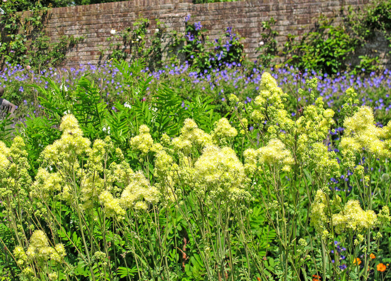 Zitronengelbe Blüten