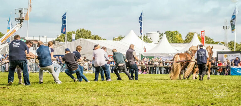 Schleswiger Kaltblüter und Shetlandponys auf der Norla