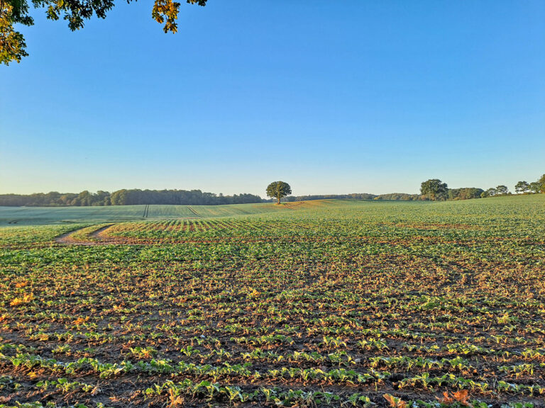 Größte Aufforstung im Kreis Plön seit Jahren?