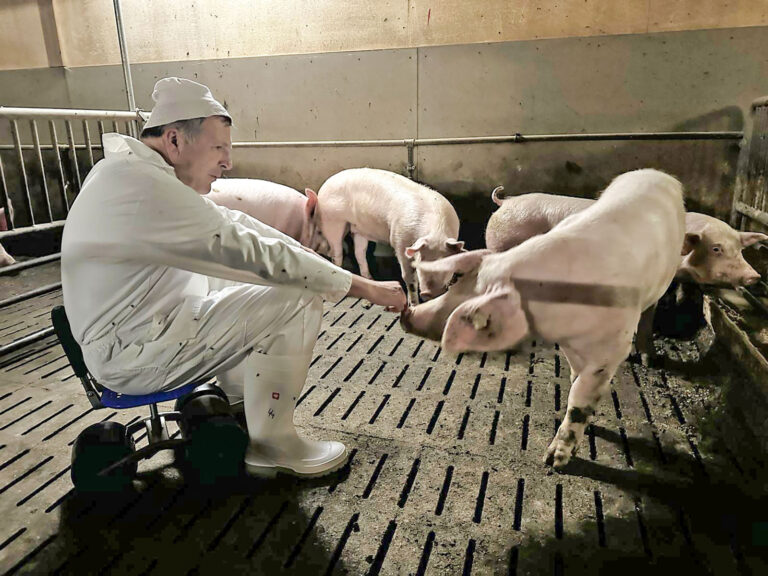 Mit Schweineverstand und Künstlicher Intelligenz