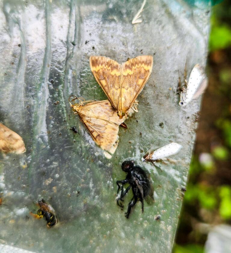 Maiszünsler auf dem Vormarsch