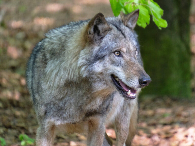 Wolfsrisse legten deutschlandweit stark zu