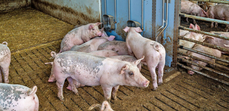 Krise am Schweinemarkt