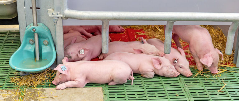 Schweineproduktion in Deutschland am teuersten