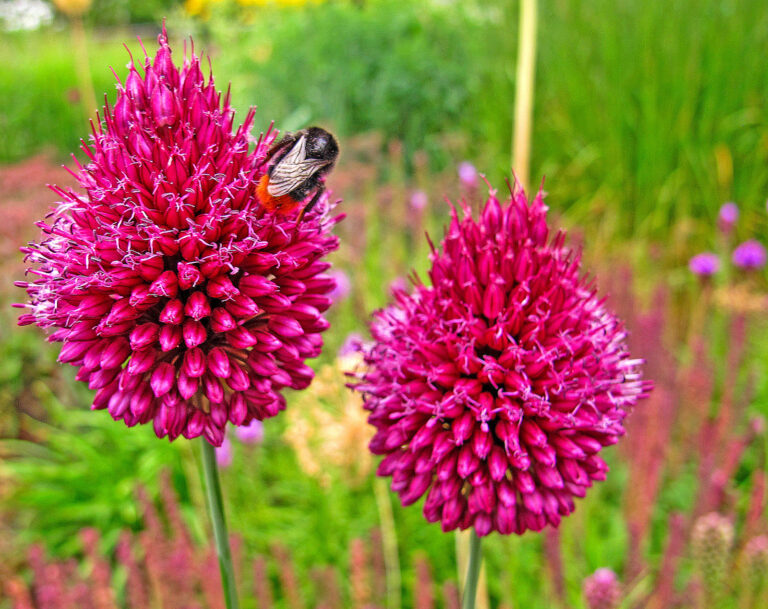 Zwiebelblumen für Insekten