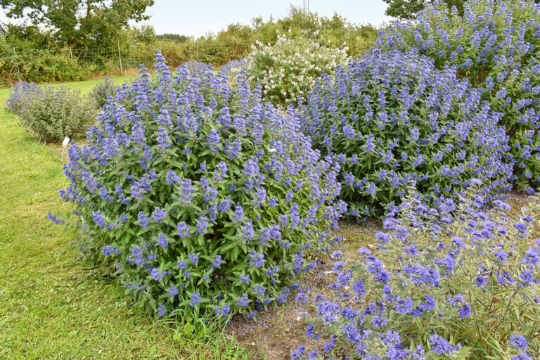 Bartblumen bei der Kammer im Test